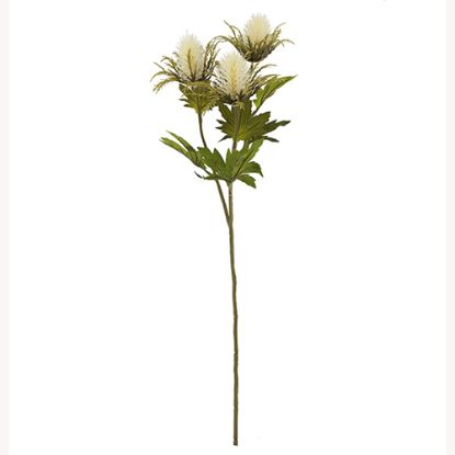 Picture of 67cm TEASEL SPRAY DRY COLOUR CREAM