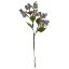 Picture of 62cm WILD HYDRANGEA SPRAY DRY COLOUR LILAC/PURPLE
