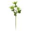 Picture of 67cm WILD ERYNGIUM (SEA HOLLY) SPRAY GREEN