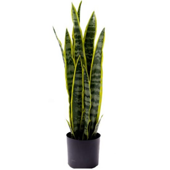 Picture of 68cm LARGE ARTIFICIAL SANSEVIERIA PLANT IN PLANTER VARIEGATED X 4pcs