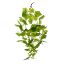 Picture of 60cm GRAPE LEAF TRAIL GREEN