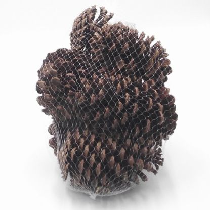 Pine Cone Picks 50cm  Wholesale Dutch Flowers & Florist Supplies UK