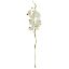 Picture of 49cm MOKARA ORCHID SPRAY CREAM