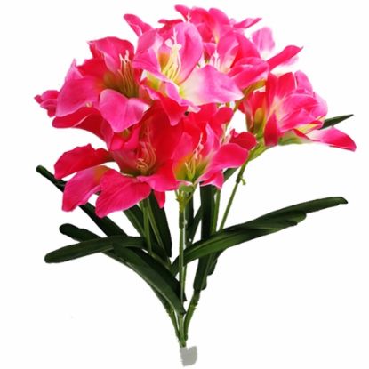 Picture of 64cm AMARYLLIS BUSH PINK