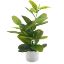 Picture of 39cm FICUS PLANT IN WHITE POT GREEN X 6pcs