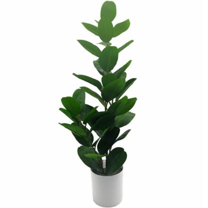 Picture of 65cm FICUS PLANT IN WHITE POT GREEN X 6pcs