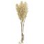 Picture of 32cm ASTILBE BUNDLE (6 STEMS) CREAM