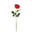 Picture of 61cm SINGLE CABBAGE OPEN ROSE RED