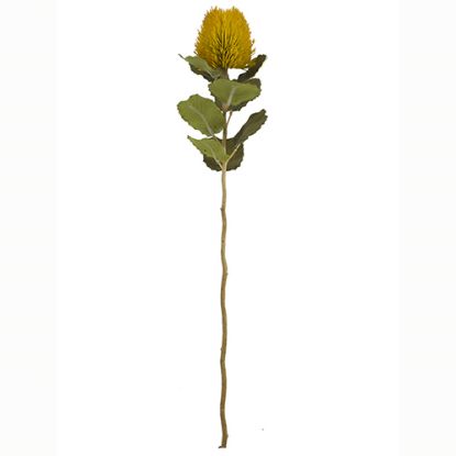 Picture of 59cm BANKSIA DRY COLOUR MUSTARD