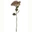 Picture of 46cm SEDUM (STONECROP) SPRAY DRY COLOUR PINK