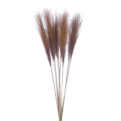 Picture of DRIED FLOWERS - MISCANTHUS (10 STEMS) NATURAL