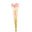 Picture of DRIED FLOWERS - PHALARIS (APPROX. 50 STEMS) LIGHT PINK