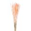Picture of DRIED FLOWERS - SILK WORMS GRASS (APPROX. 60grams) ORANGE