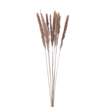 Picture of DRIED FLOWERS - PAMPAS GRASS (10 stems) NATURAL
