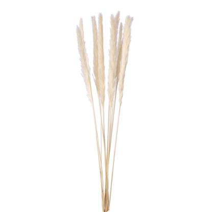 Picture of DRIED FLOWERS - PAMPAS GRASS (10 stems) IVORY/WHITE