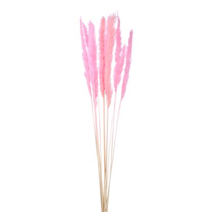 Picture of DRIED FLOWERS - PAMPAS GRASS (10 stems) LIGHT PINK