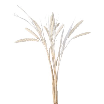 Picture of DRIED FLOWERS - MILLET (10 stems) IVORY/WHITE