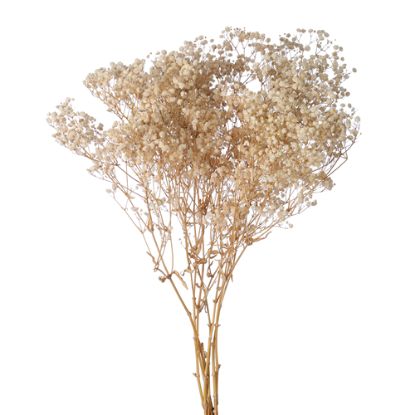 Picture of DRIED FLOWERS - GYPSOPHILA BABYS BREATH 70cm (120 grams) CREAM