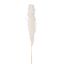 Picture of DRIED FLOWERS - PAMPAS GRASS 118cm (5 stems) IVORY