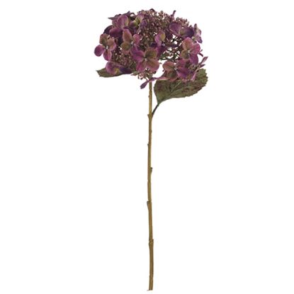 Picture of 52cm LARGE BUDDING HYDRANGEA DRY COLOUR LILAC/PURPLE