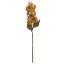 Picture of 72cm PANICLE HYDRANGEA DRY COLOUR ORANGE