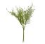Picture of 40cm ASPARAGUS FERN BUNDLE GREEN