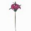 Picture of 46cm ALSTROEMERIA SPRAY WINE