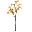 Picture of 63cm FORGET-ME-NOT SPRAY DRY COLOUR MUSTARD