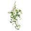 Picture of 79cm IVY TRAIL VARIEGATED