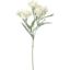 Picture of 70cm ALSTROEMERIA SPRAY IVORY