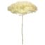 Picture of SINGLE LARGE DRIED HYDRANGEA IVORY