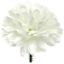 Picture of 7cm PREMIUM CHRYSANTHEMUM BALL PICK IVORY X 144pcs (IN POLYBAG)