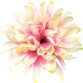 Picture for category Chrysanthemum Tribute Picks