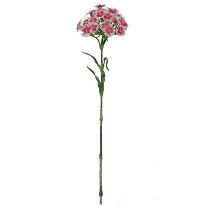 Picture of 55cm DIANTHUS SPRAY BEAUTY/WHITE