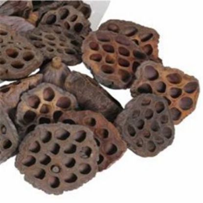 Picture of 6-10cm LOTUS HEADS NATURAL X 50pcs