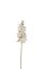 Picture of 60cm ORCHID SPRAY IVORY