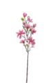 Picture for category UV Resistant Flowers