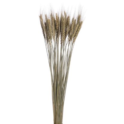 Picture of DRIED FLOWERS - WHEAT (APPROX. 50 STEMS) NATURAL