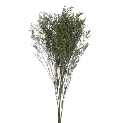 Picture of DRIED FLOWERS - LIMONIUM 70cm (120 grams) GREEN