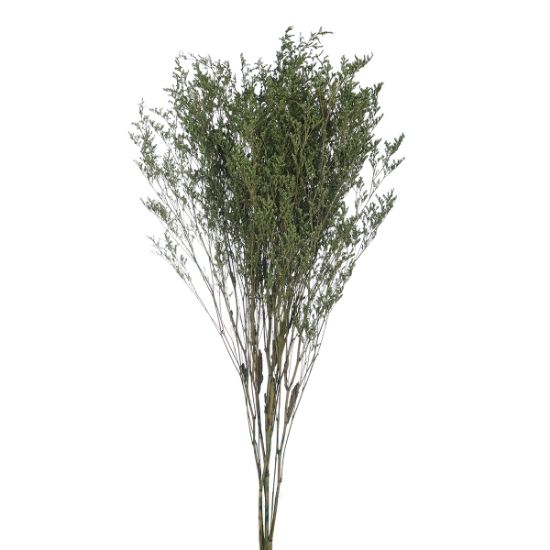 Picture of DRIED FLOWERS - LIMONIUM 70cm (120 grams) GREEN