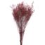 Picture of DRIED FLOWERS - LIMONIUM 70cm (120 grams) DARK RED