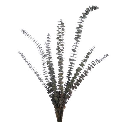 Picture of DRIED FLOWERS - EUCALYPTUS (10 STEMS) GREEN