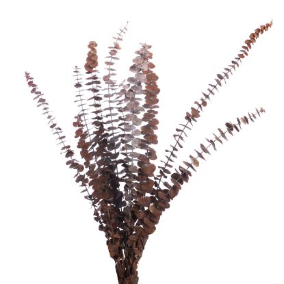 Picture of DRIED FLOWERS - EUCALYPTUS (10 STEMS) ORANGE