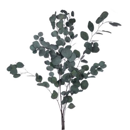Picture of DRIED FLOWERS - EUCALYPTUS (100 grams) GREEN