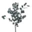 Picture of DRIED FLOWERS - EUCALYPTUS (100 grams) GREEN