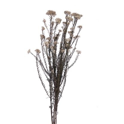 Picture of DRIED FLOWERS - RICE FLOWER WRAPPED (100 grams) WHITE