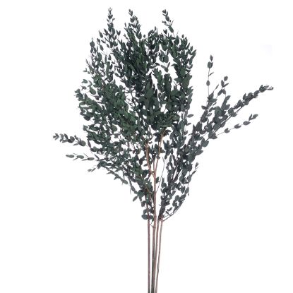 Picture of DRIED FLOWERS - LEAF SPRAY (100 grams) GREEN