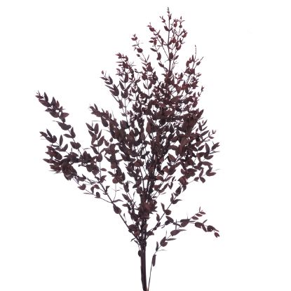 Picture of DRIED FLOWERS - LEAF SPRAY (100 grams) DARK RED