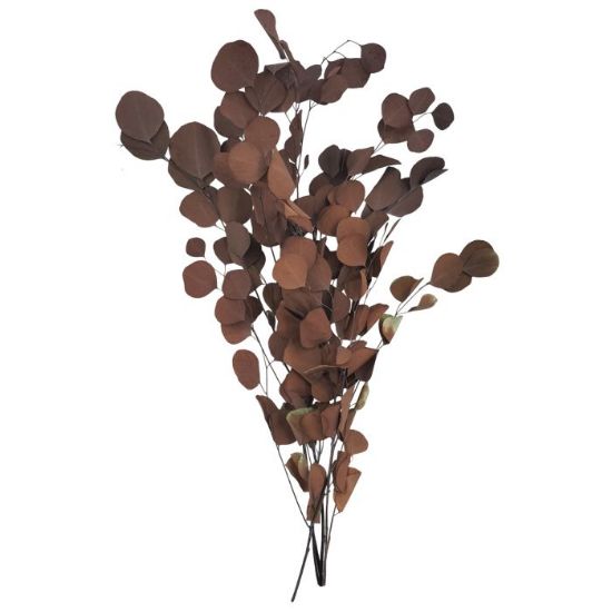 Picture of DRIED FLOWERS - EUCALYPTUS (100 grams) ORANGE