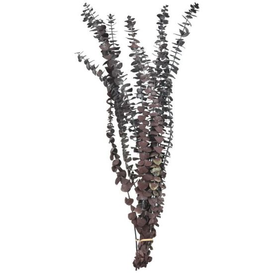Picture of DRIED FLOWERS - EUCALYPTUS (10 STEMS) DARK RED
